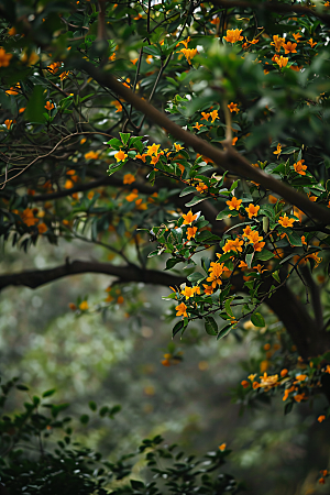 桂花植物花朵摄影图