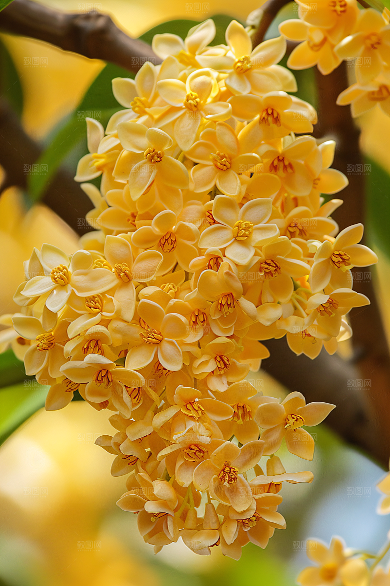 桂花金桂芬芳摄影图