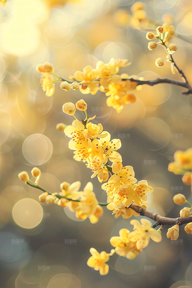桂花初秋树木摄影图