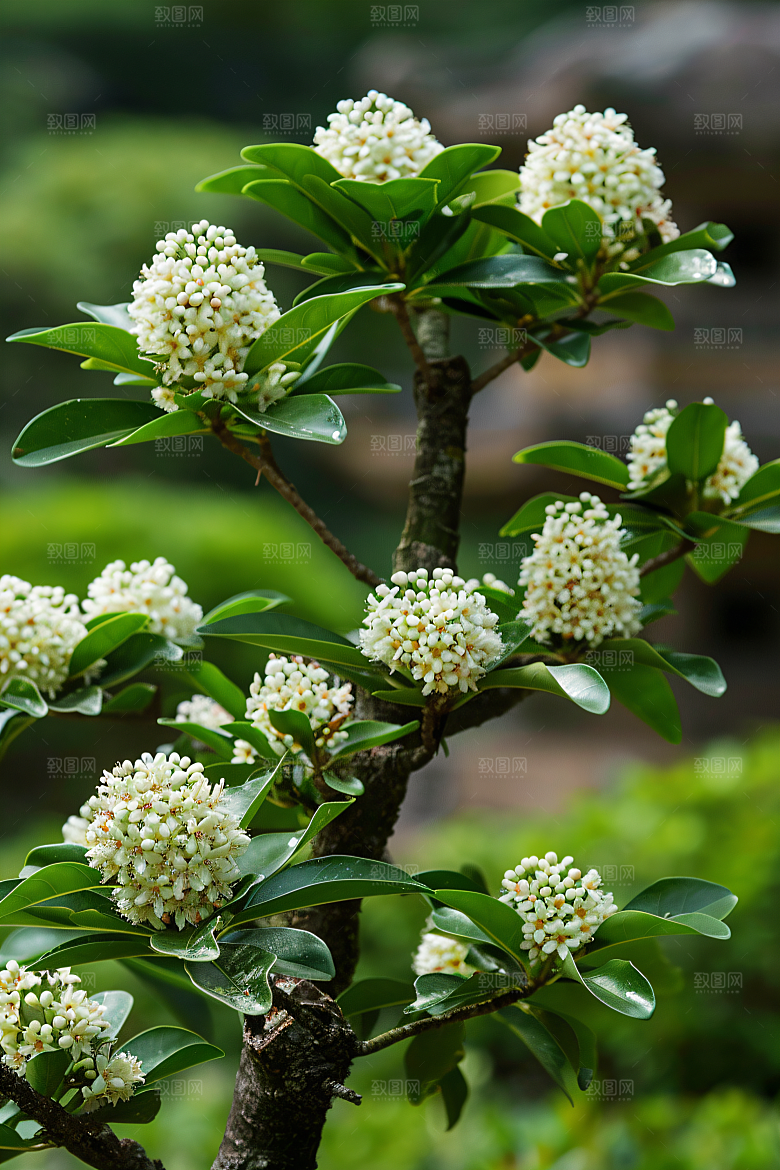 桂花四季桂花朵摄影图