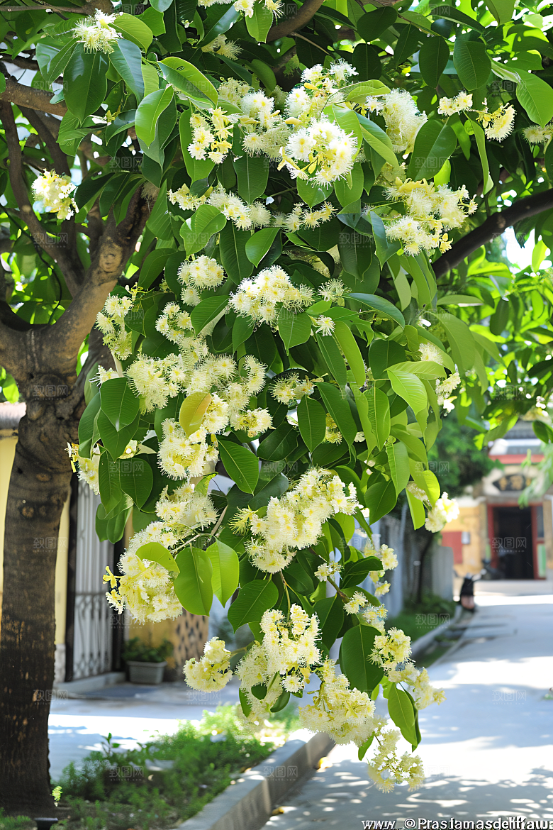 桂花花卉清新摄影图
