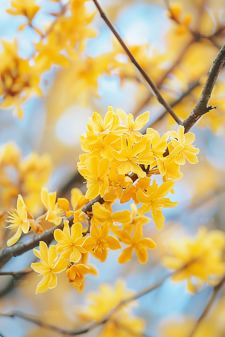 桂花自然高清摄影图