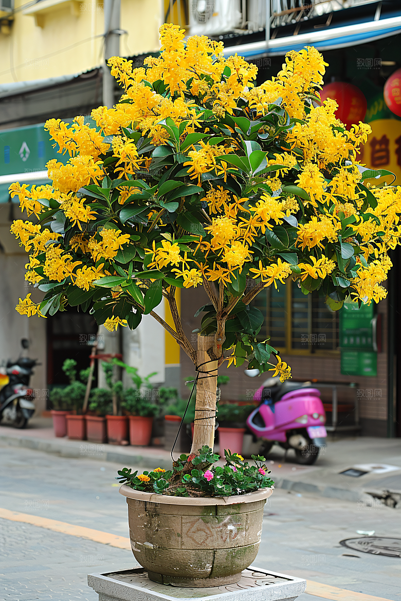 桂花唯美花卉摄影图