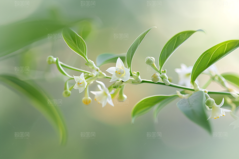 桂花花朵自然摄影图