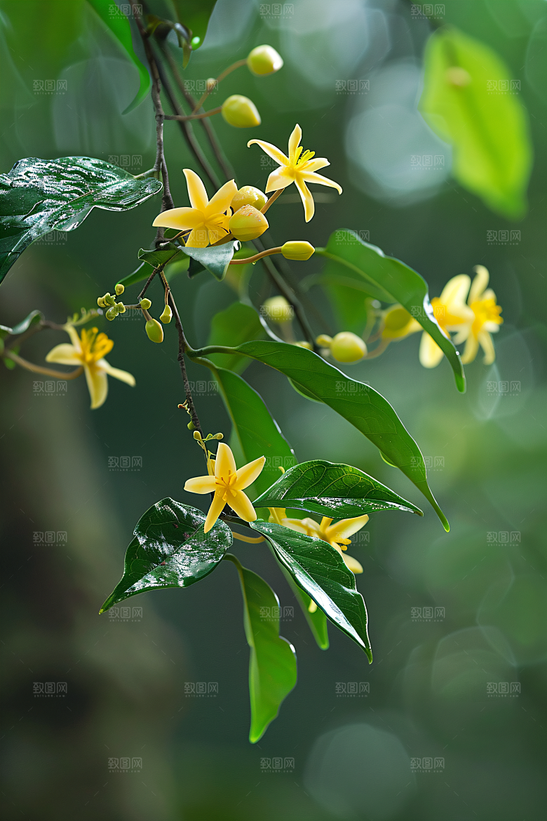 桂花唯美高清摄影图