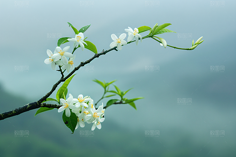 桂花金桂植物摄影图