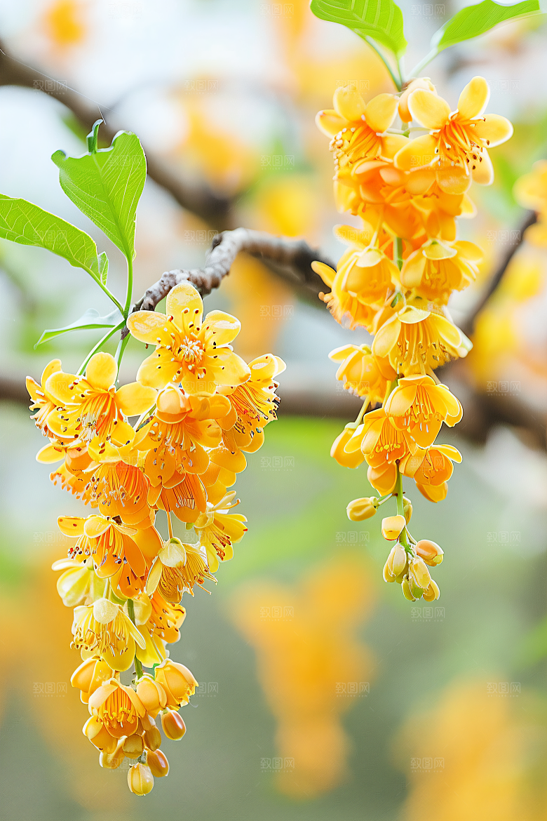 桂花花卉清新摄影图