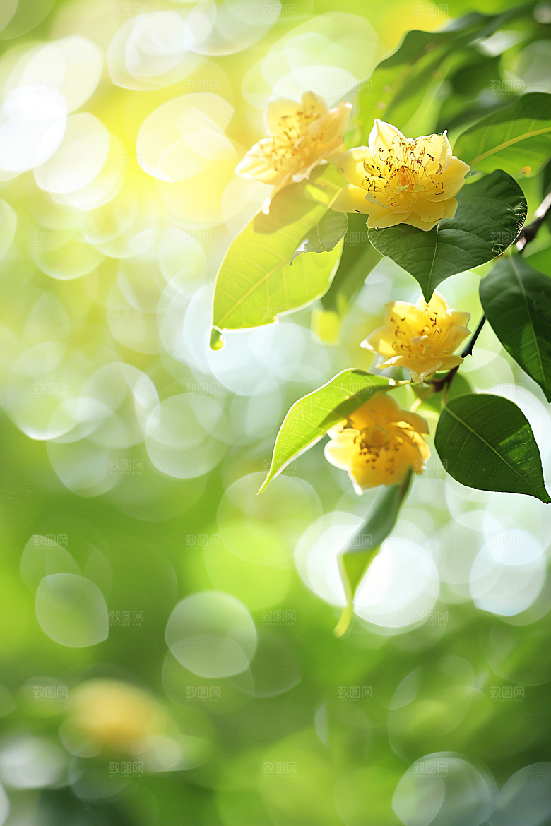 桂花花卉植物摄影图