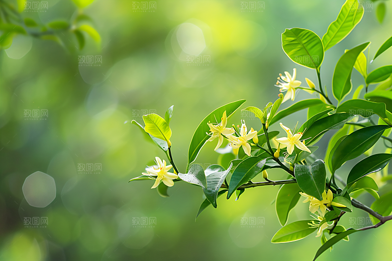 桂花植物花卉摄影图