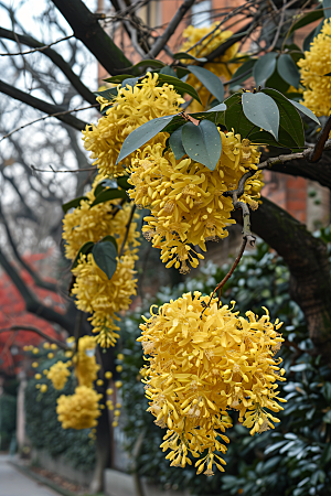 桂花芳香芬芳摄影图