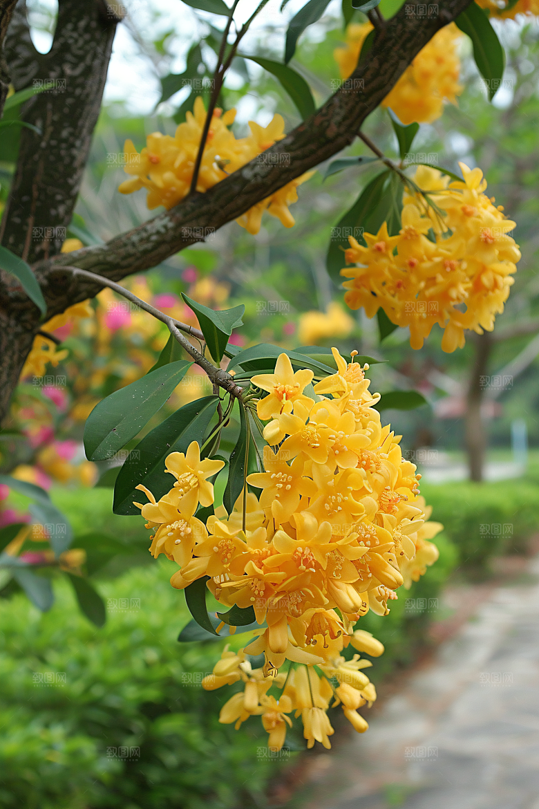 桂花花卉初秋摄影图