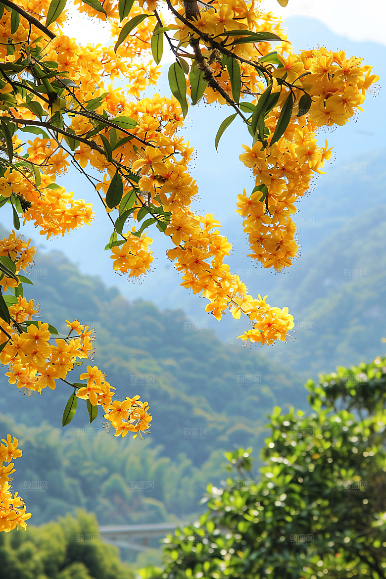 桂花花卉自然摄影图
