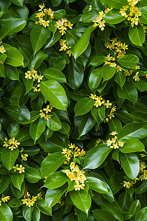 桂花金桂花朵摄影图