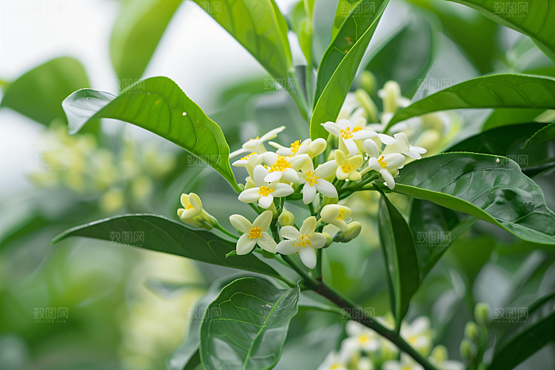 桂花植物芳香摄影图