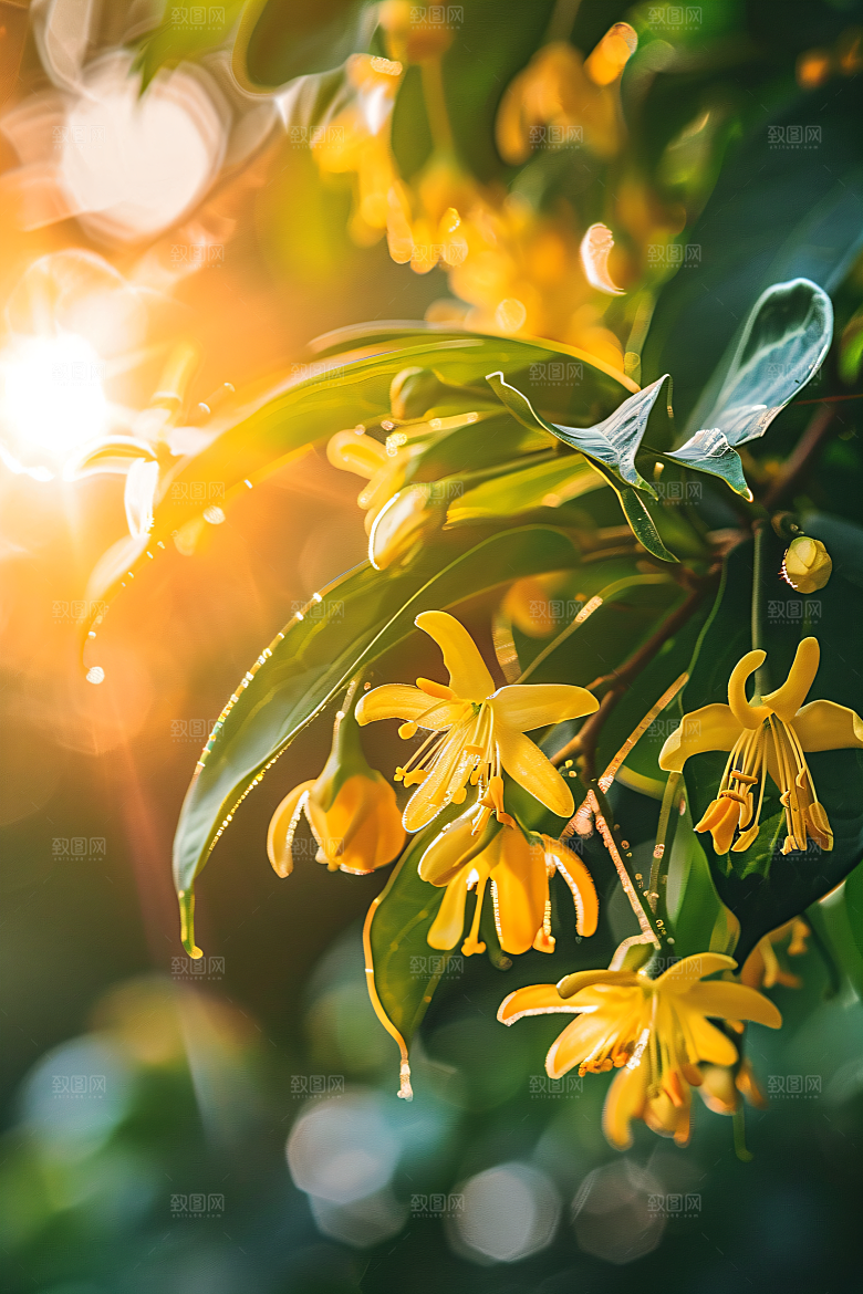 桂花高清自然摄影图