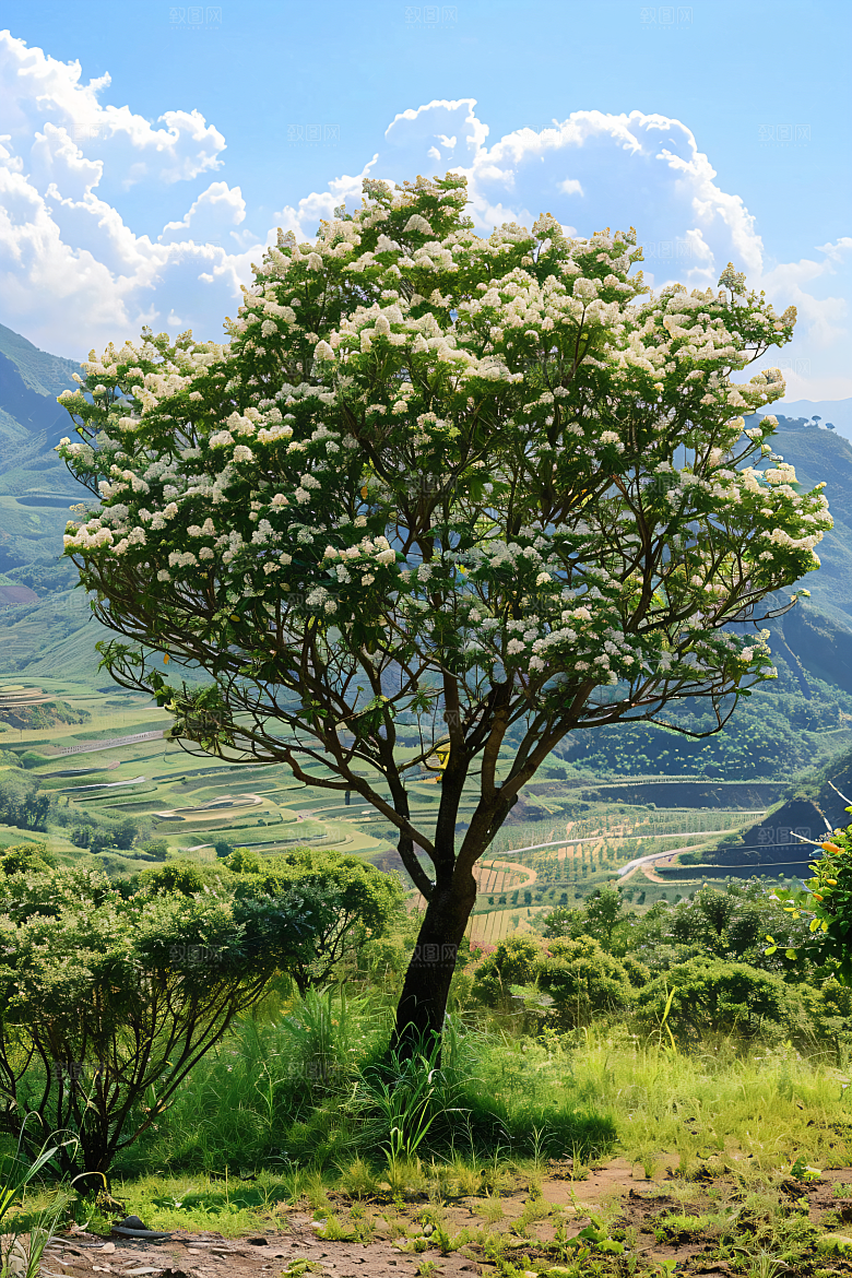 桂花树木芳香摄影图