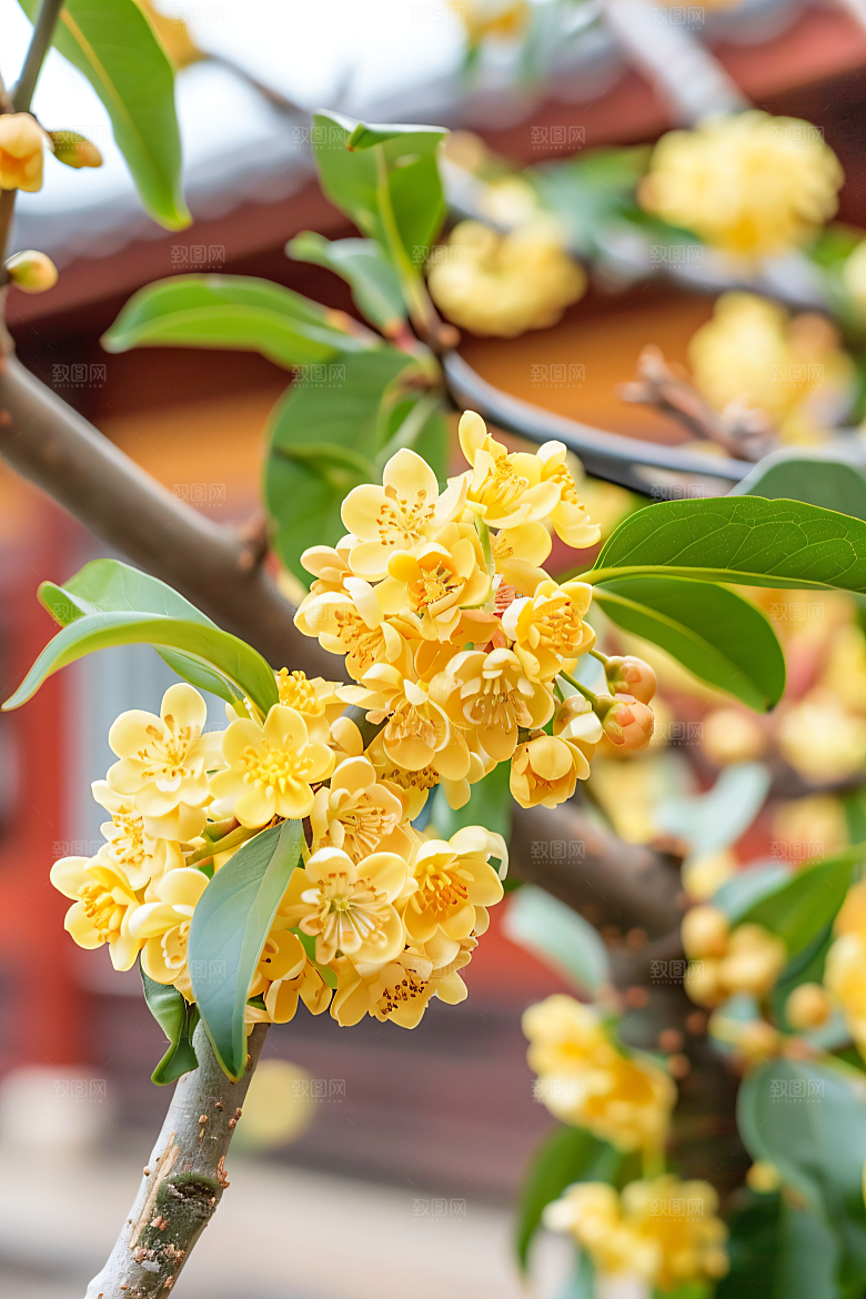 桂花秋季芬芳摄影图