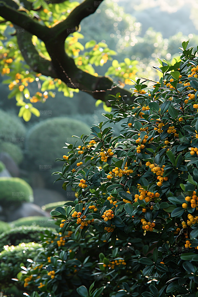桂花芳香四季桂摄影图