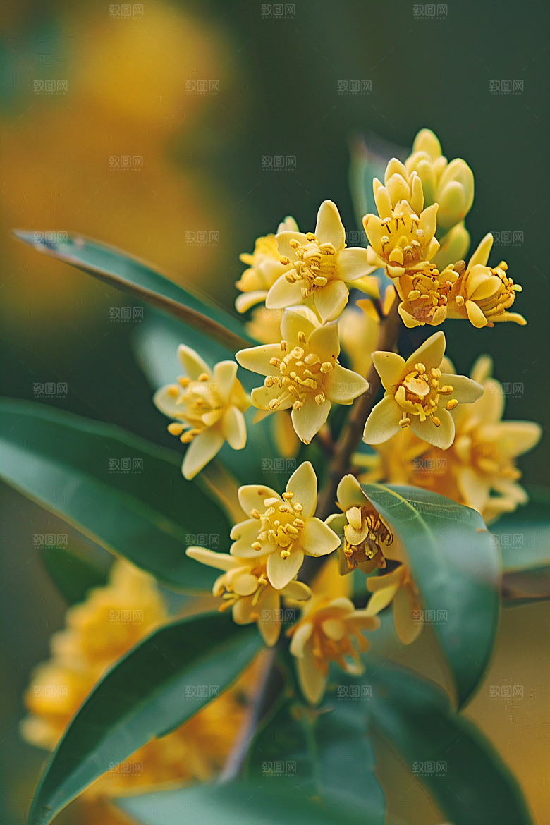 桂花初秋芳香摄影图