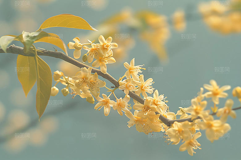 桂花金桂唯美摄影图
