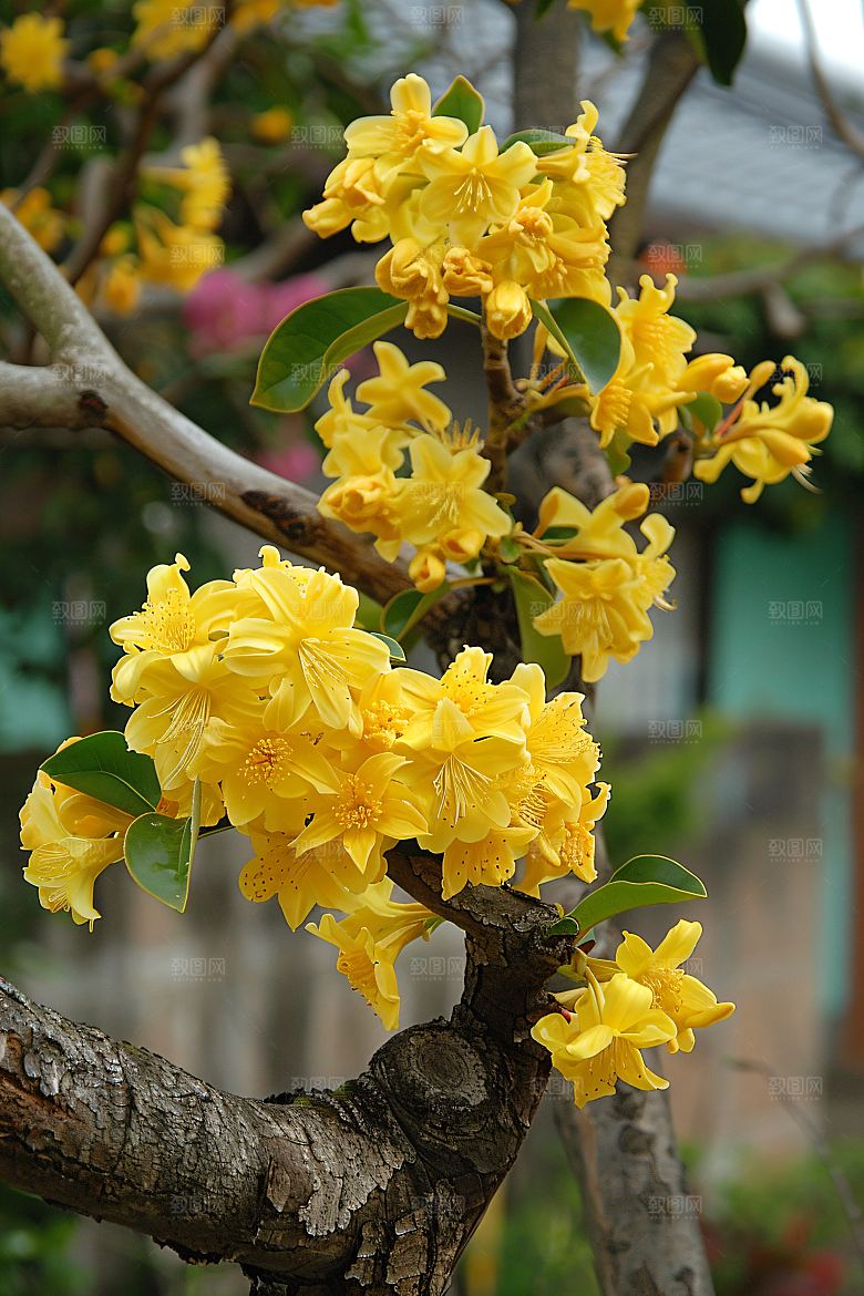 桂花唯美金桂摄影图