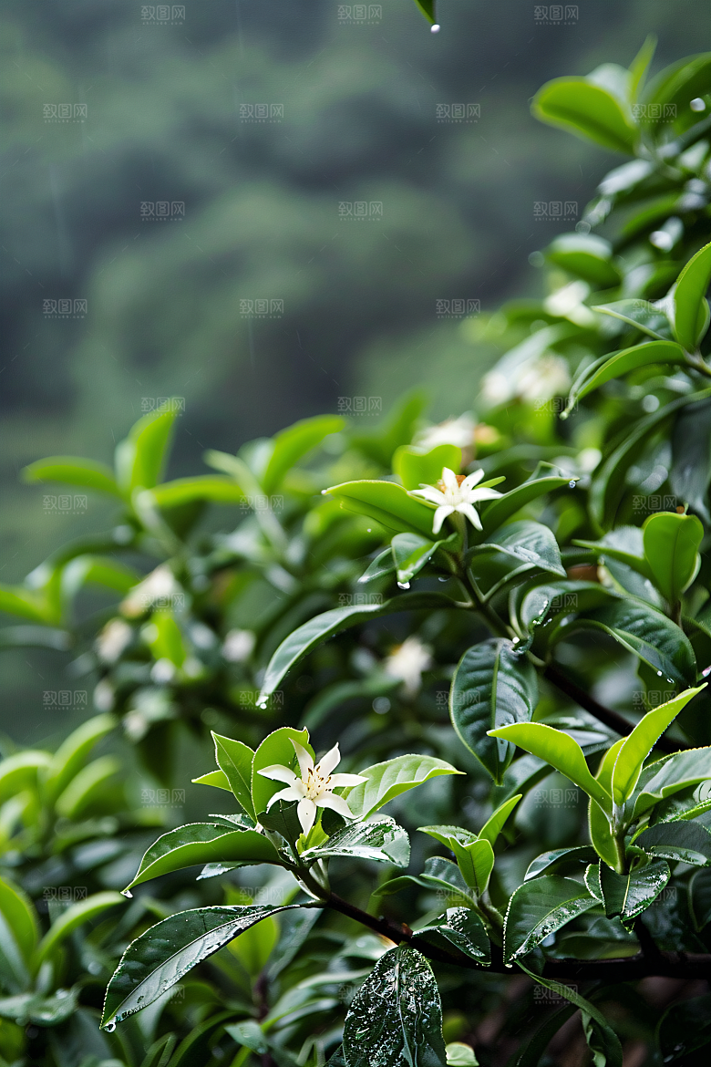 桂花初秋芬芳摄影图