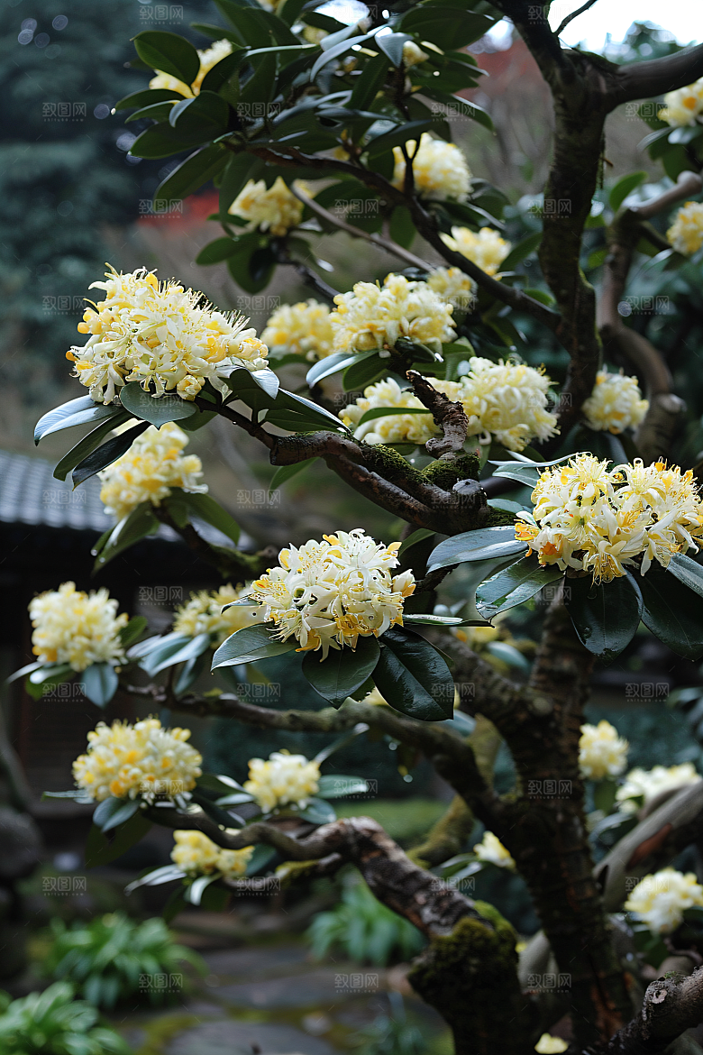 桂花四季桂清新摄影图