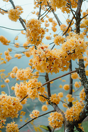 桂花花朵秋季摄影图