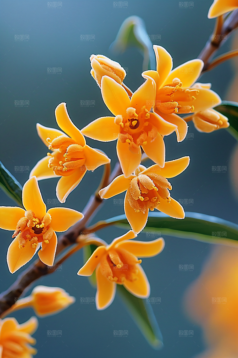 桂花唯美自然摄影图
