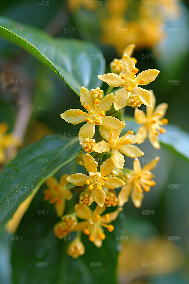 桂花四季桂芳香摄影图
