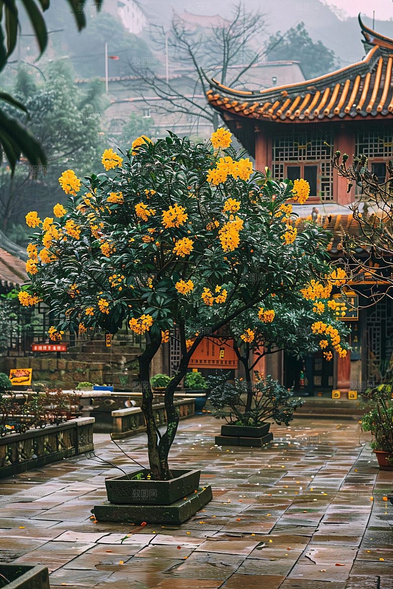 桂花花朵花卉摄影图