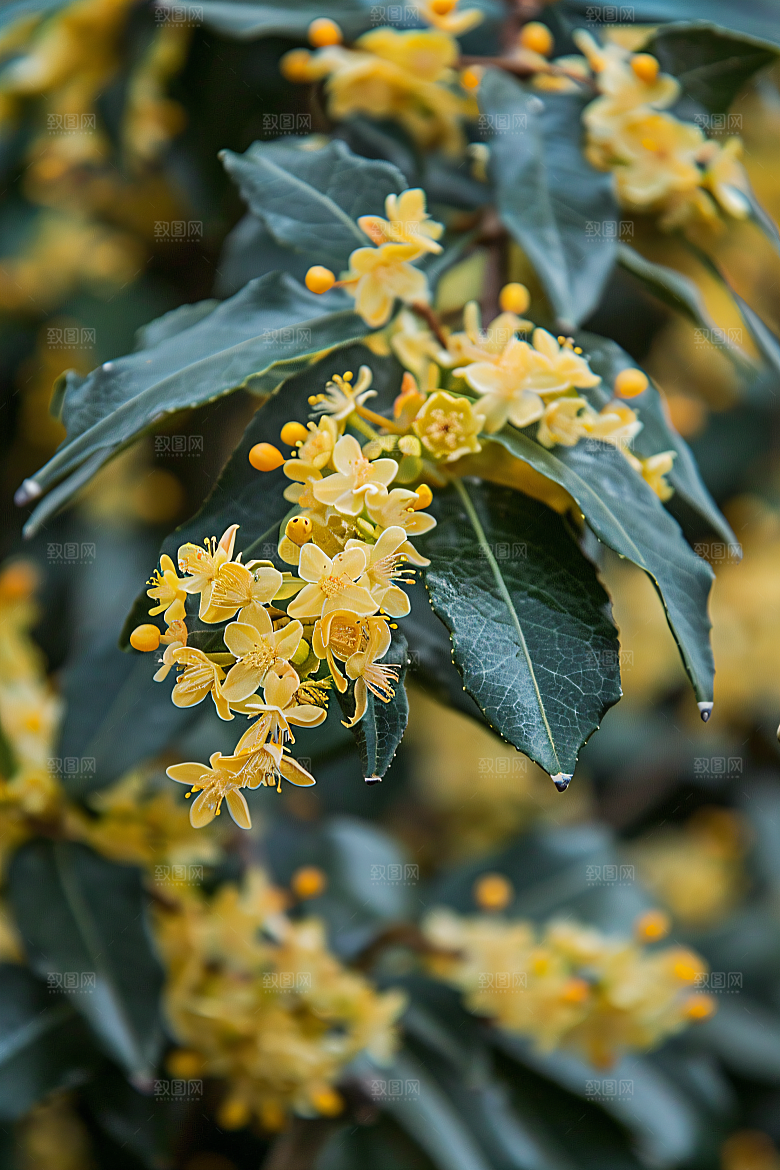 桂花芳香花朵摄影图