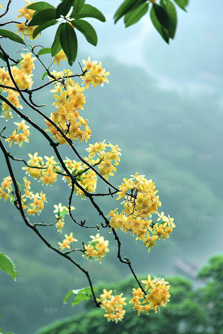 桂花高清芬芳摄影图