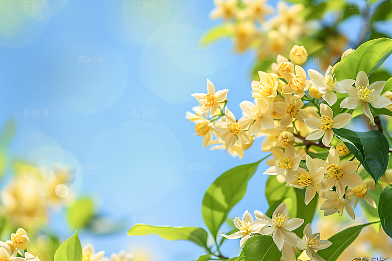 桂花芳香自然摄影图