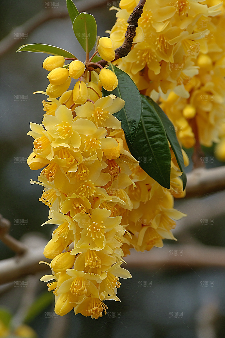桂花芬芳初秋摄影图