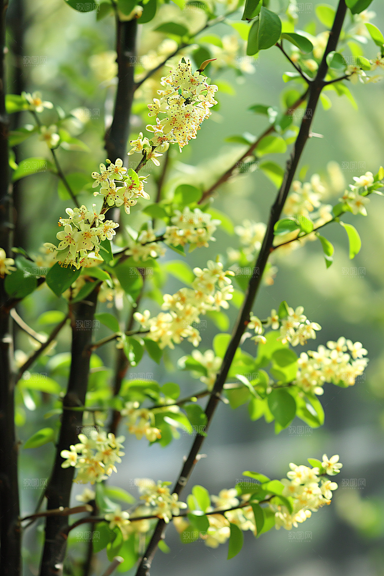 桂花植物芬芳摄影图