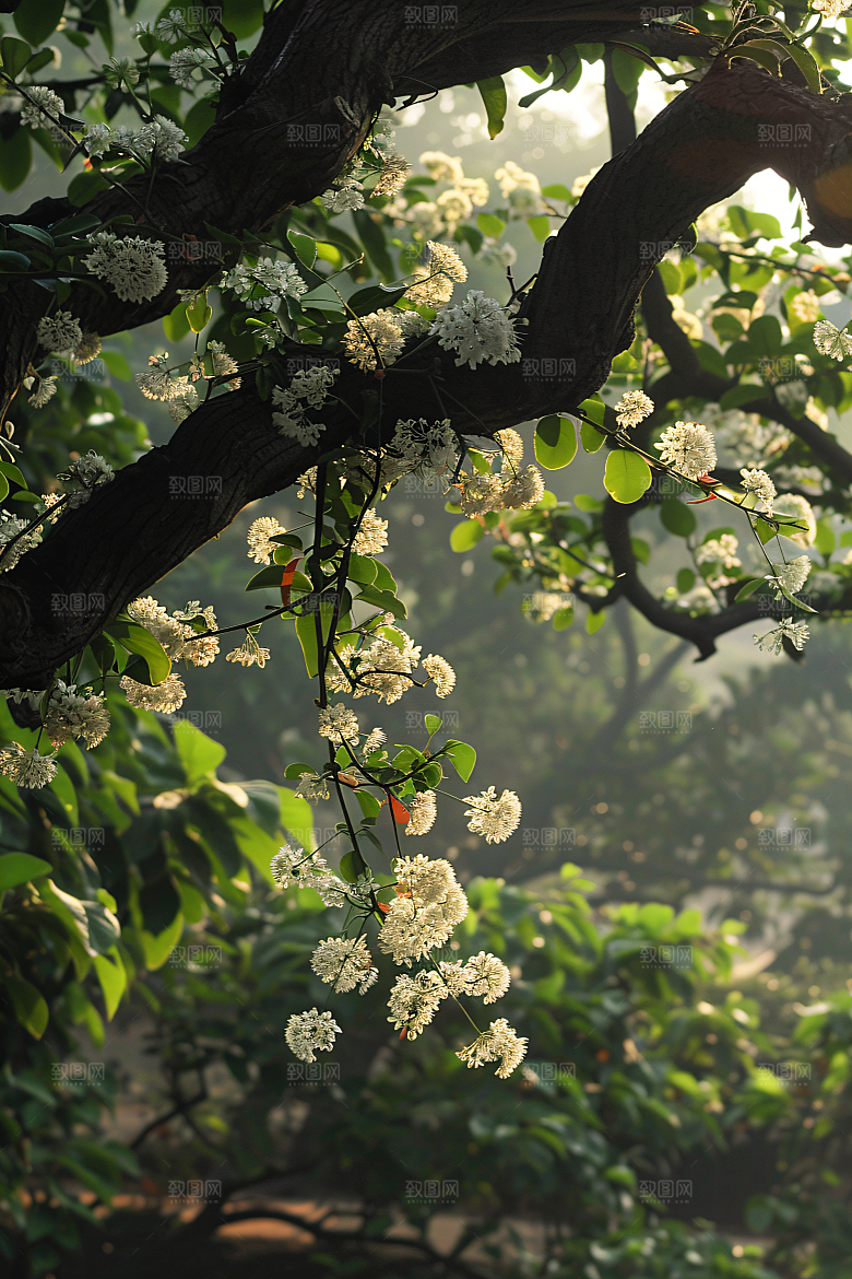 桂花花卉自然摄影图