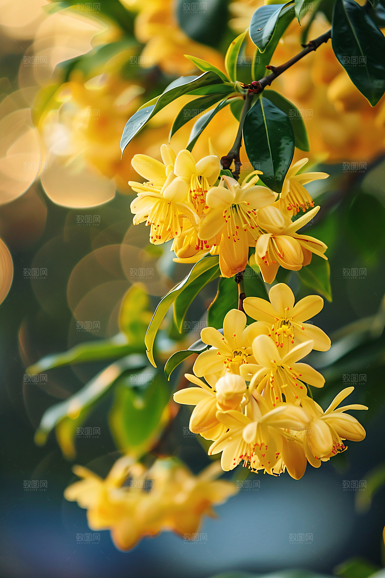 桂花初秋芳香摄影图