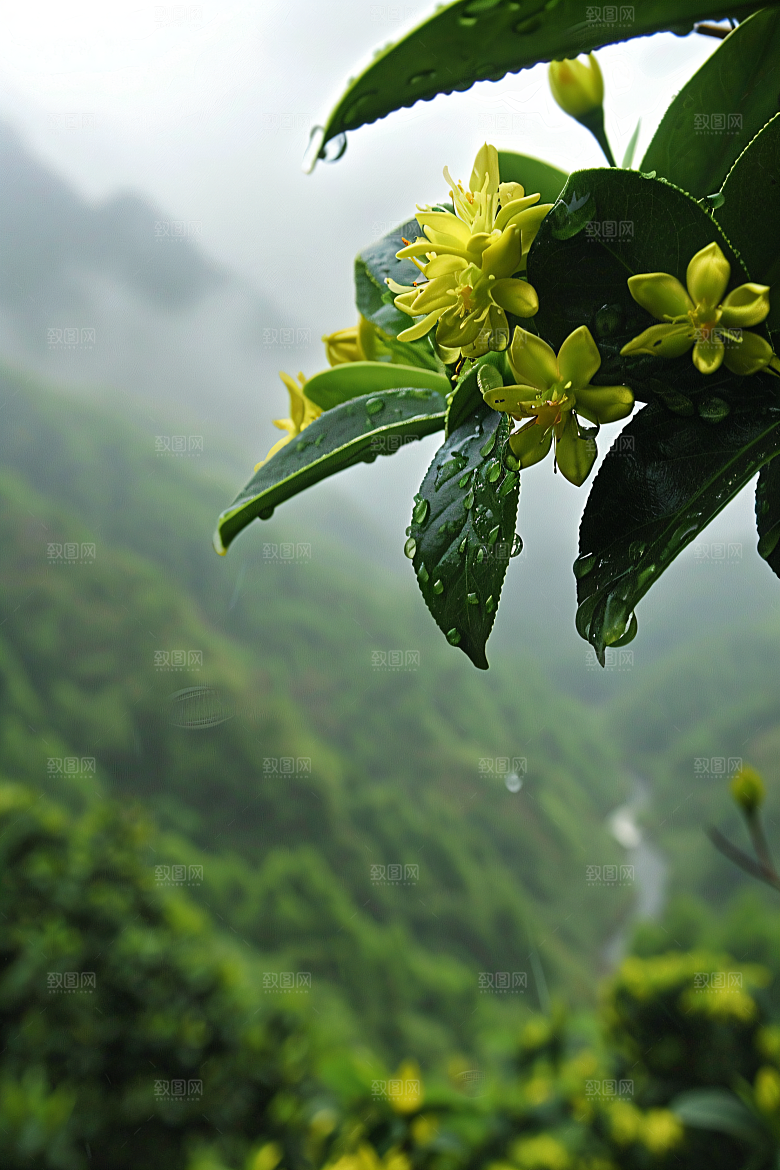 桂花花朵芳香摄影图