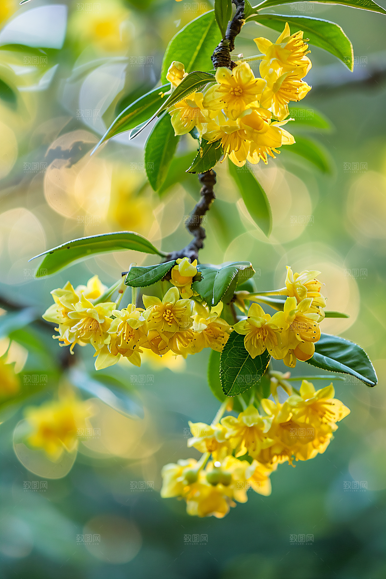桂花金桂芬芳摄影图