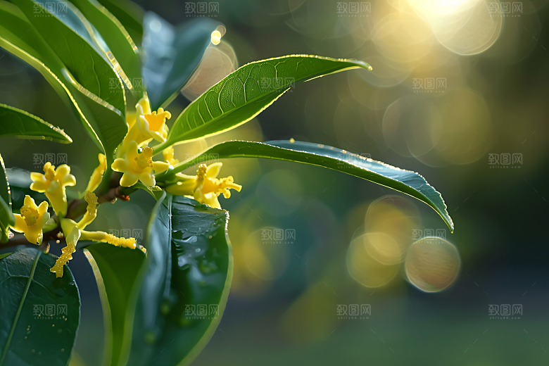 桂花高清秋季摄影图