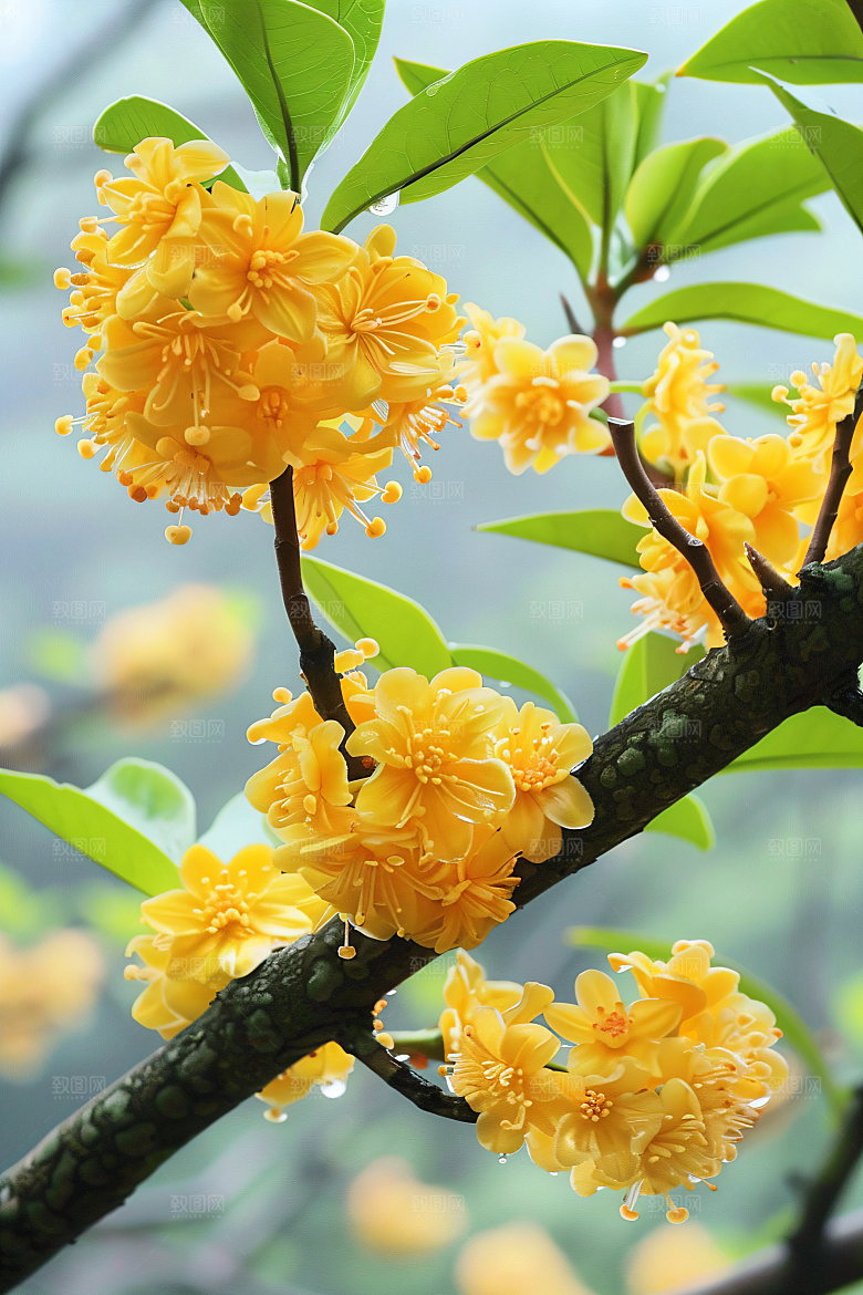 桂花金桂植物摄影图