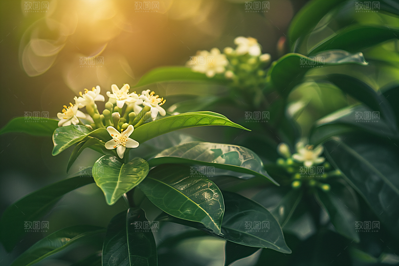 桂花花卉初秋摄影图