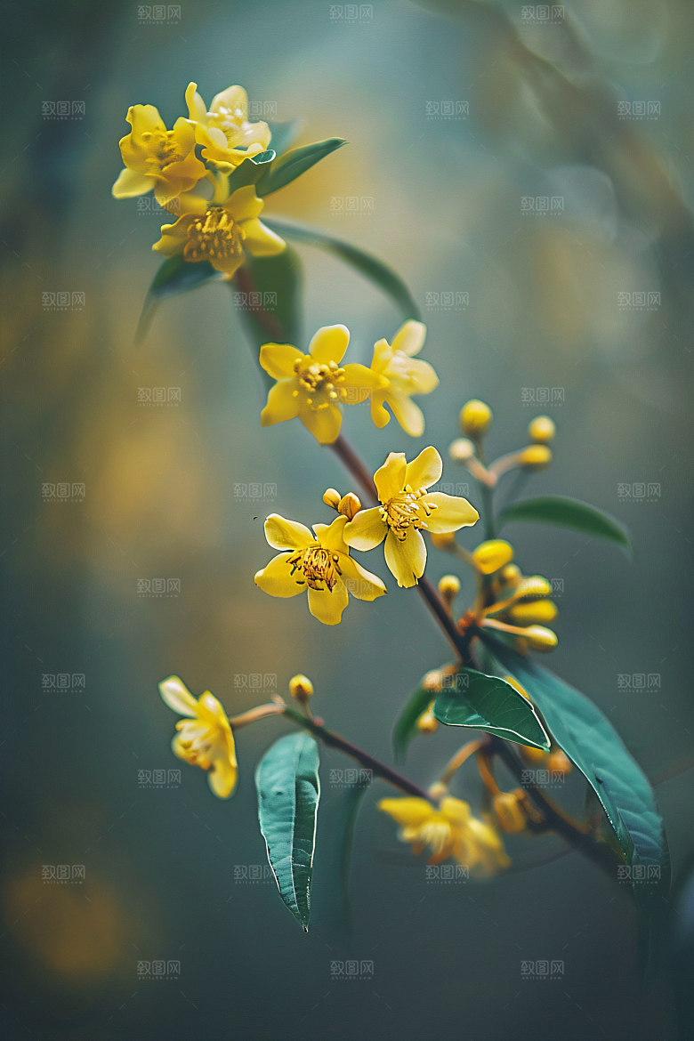 桂花初秋植物摄影图