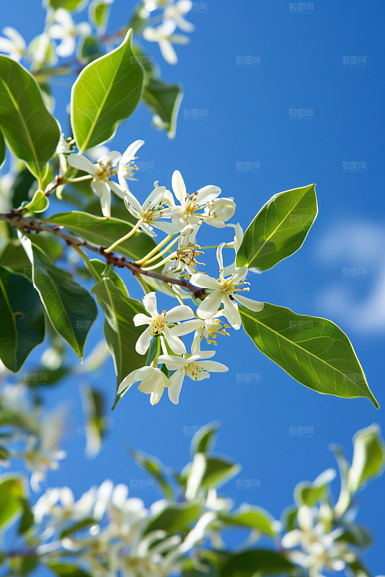 桂花树木秋季摄影图