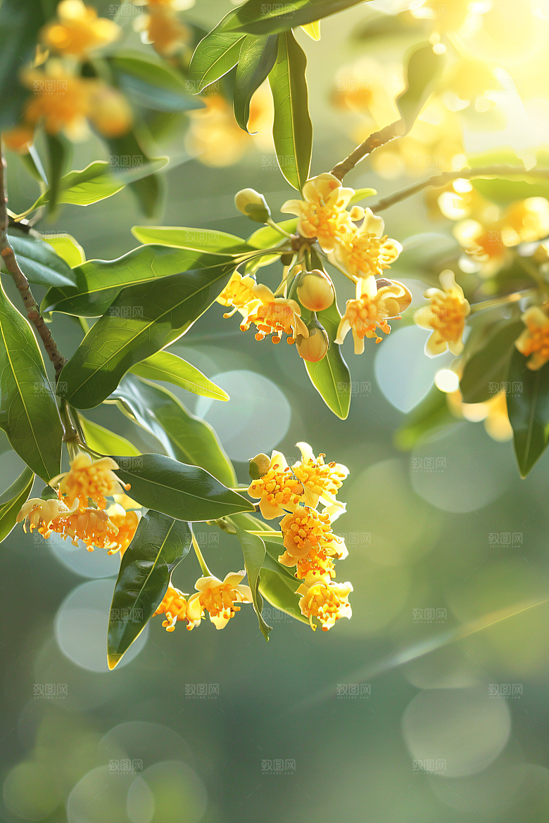 桂花秋季金桂摄影图