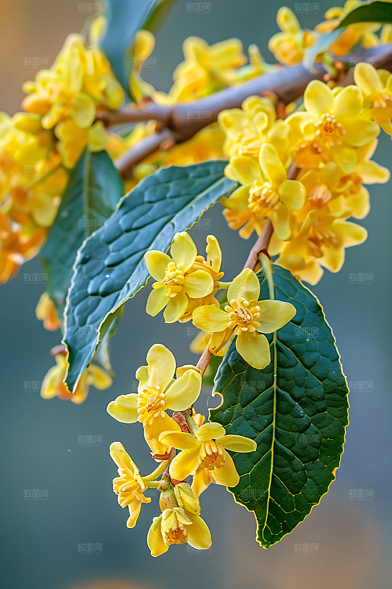 桂花花朵芬芳摄影图
