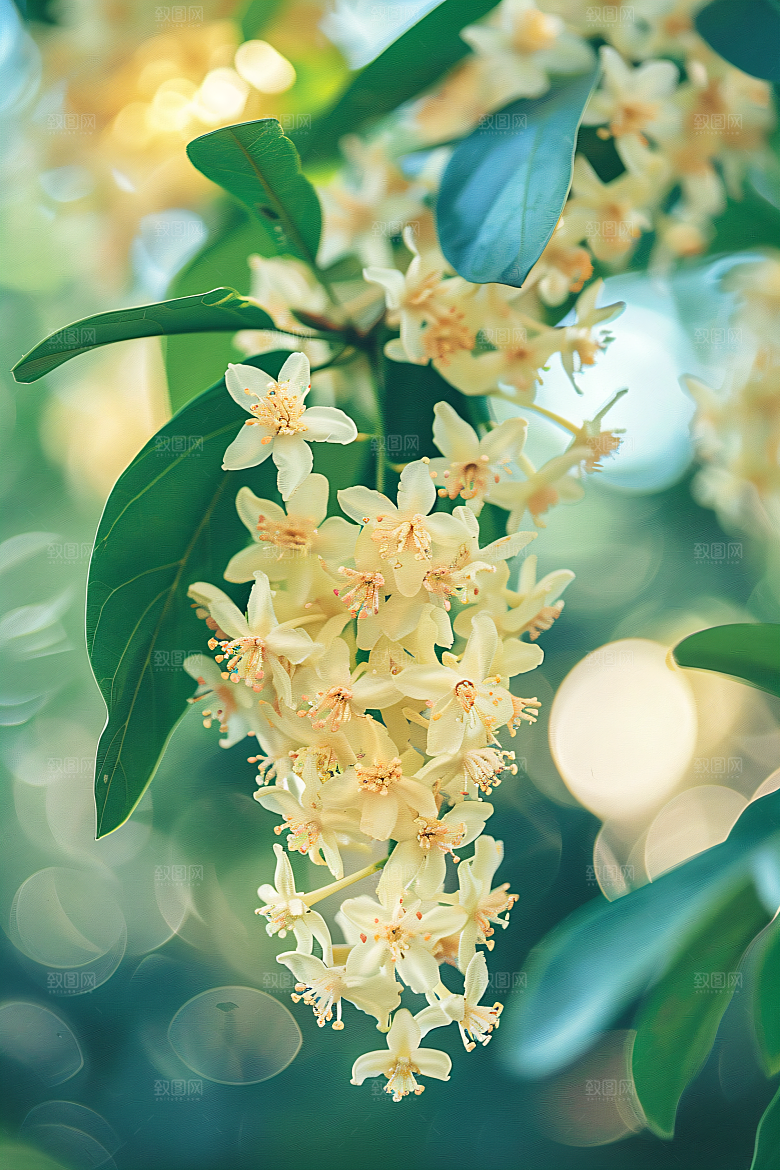 桂花芳香自然摄影图