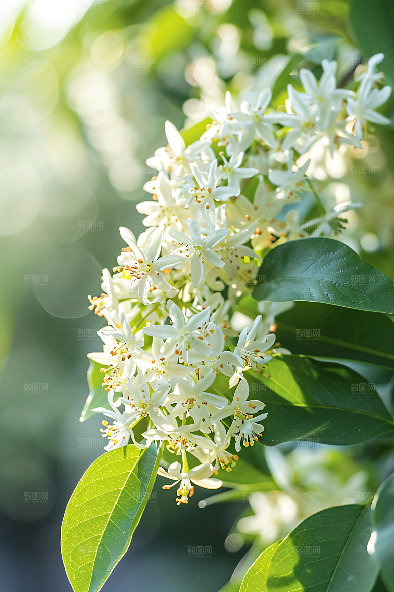 桂花金桂花朵摄影图