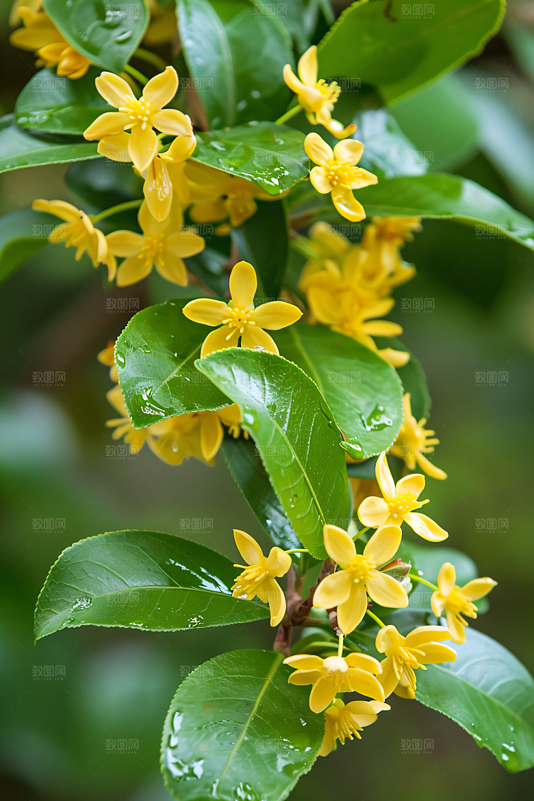 桂花花朵金桂摄影图